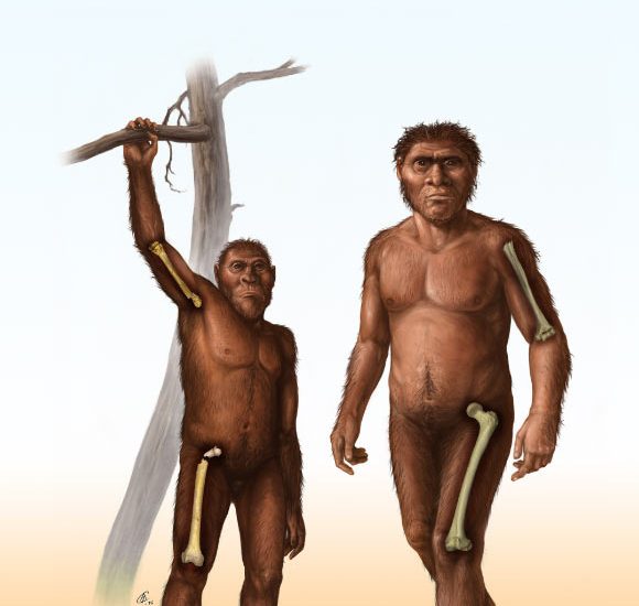Fossil Evidence Suggests Early Homo Had Abandoned Tree-Climbing by 1.8 Million Years Ago