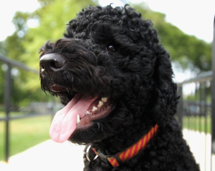 obamas-mourn-death-of-beloved-family-dog-sunny,-hailed-as-‘pretty-much-perfect’