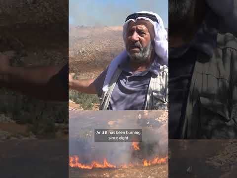 israeli-settlers-torch-west-bank-olive-groves,-say-palestinians