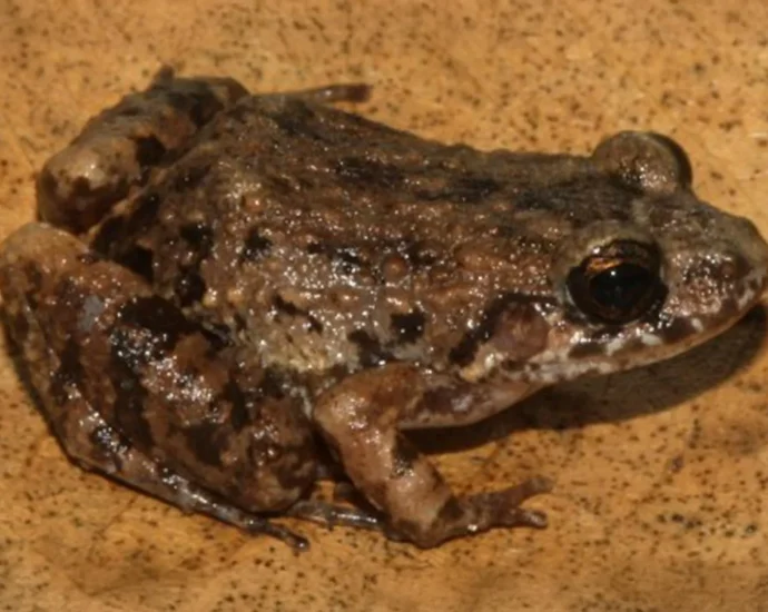 scientists-discover-a-mysterious-new-frog-hiding-in-the-amazon
