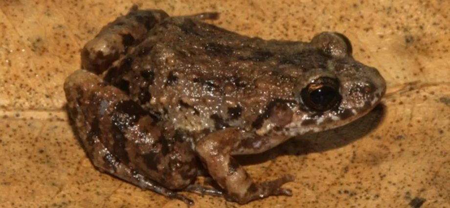 scientists-discover-a-mysterious-new-frog-hiding-in-the-amazon