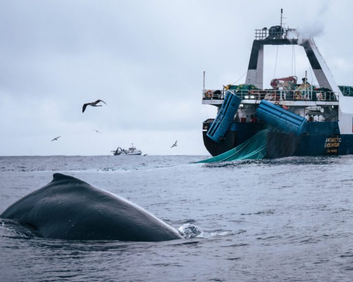 whales-have-rebounded-in-the-southern-ocean-scientists-worry-commercial-fishing-could-threaten-their-comeback.
