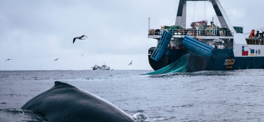 whales-have-rebounded-in-the-southern-ocean-scientists-worry-commercial-fishing-could-threaten-their-comeback.