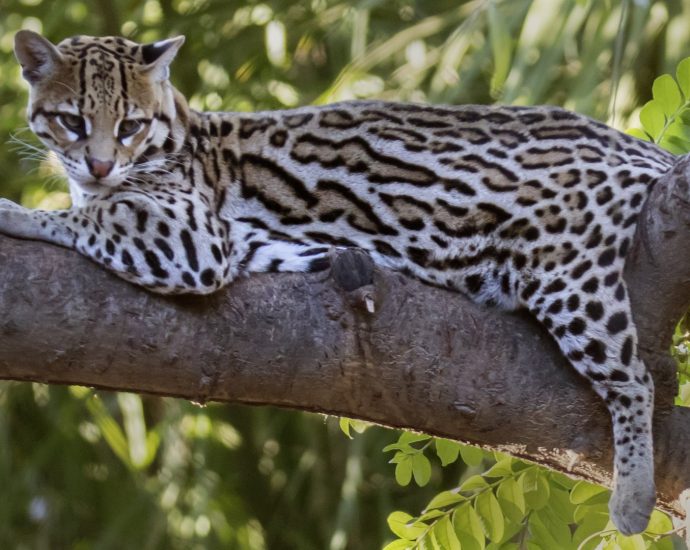 the-traitor-administration-cutting-more-endangered-species-protections:-report