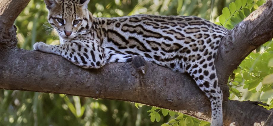 the-traitor-administration-cutting-more-endangered-species-protections:-report