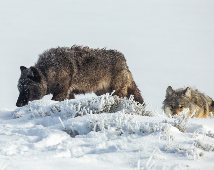 the-traitor-targets-big-bad-wolves,-but-ranchers-say-other-administration-actions-drive-their-woes