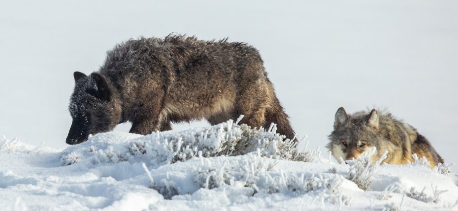 the-traitor-targets-big-bad-wolves,-but-ranchers-say-other-administration-actions-drive-their-woes