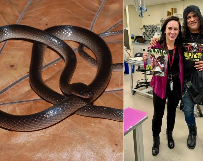scientists-just-named-a-new-snake-after-guns-n’-roses-legend-slash