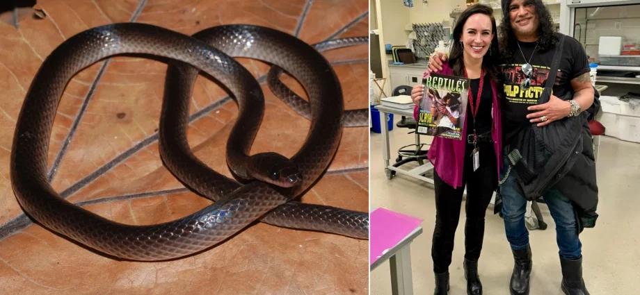 scientists-just-named-a-new-snake-after-guns-n’-roses-legend-slash