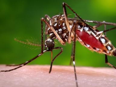 florida-confirms-death-from-dengue-as-state-struggles-with-recent-outbreak