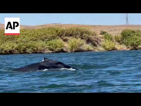 humpback-whale-is-spotted-in-a-california-river-60-miles-from-the-pacific-ocean