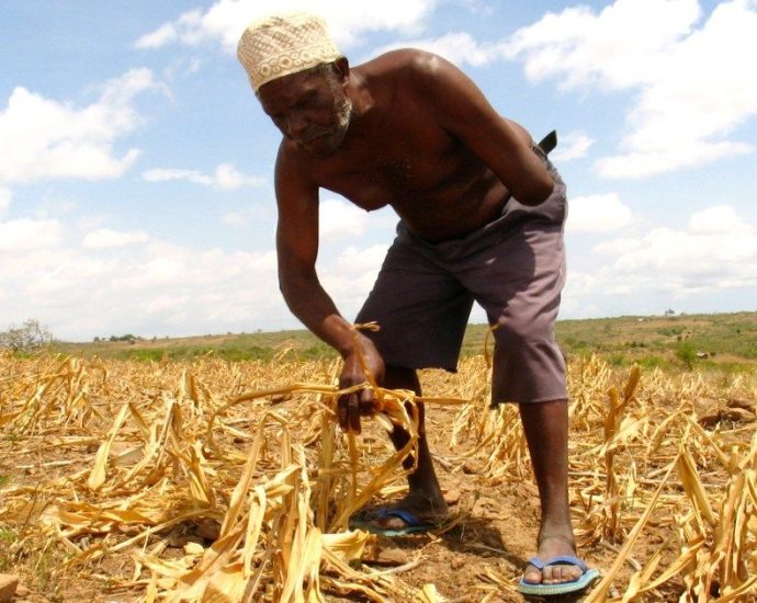 africa’s-green-revolution-threatens-traditional-foods