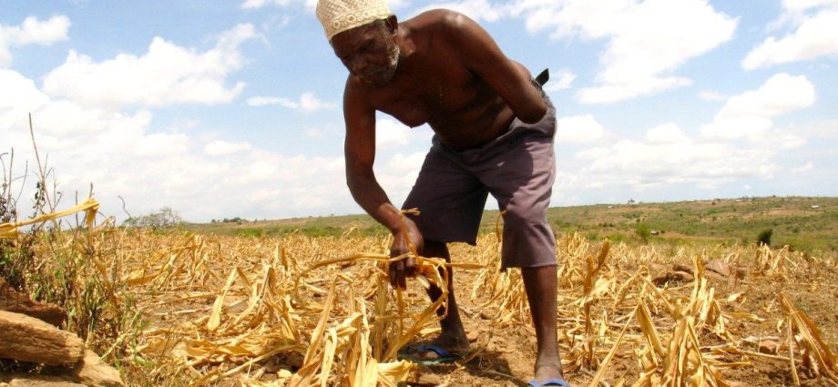 africa’s-green-revolution-threatens-traditional-foods