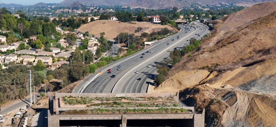 wildlife-crossings-are-popping-up-everywhere,-but-there’s-a-less-sexy-measure-that’s-more-important