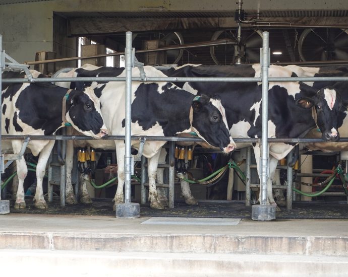 the-traitor-tariffs-hit-canada’s-dairy-farmers-as-us-sales-stall