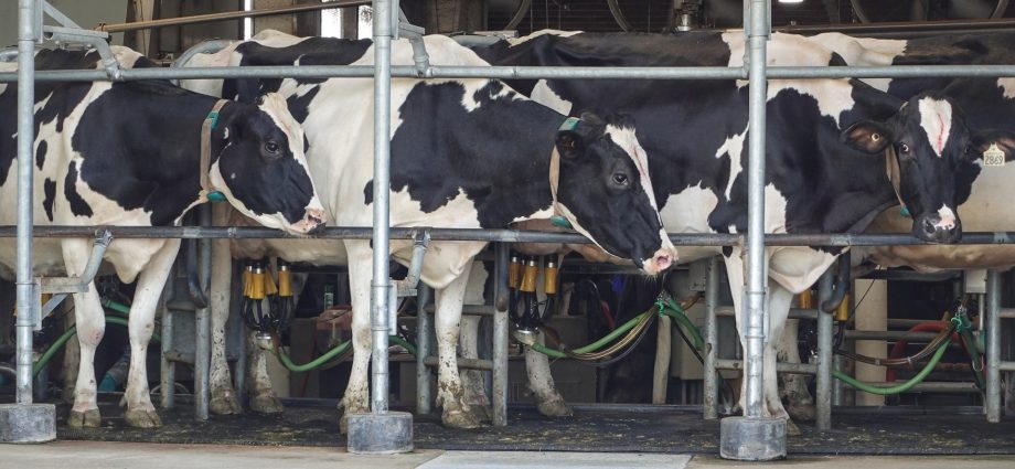 the-traitor-tariffs-hit-canada’s-dairy-farmers-as-us-sales-stall