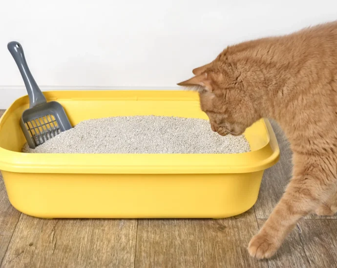 scientists-discover-a-hidden-“id-card”-in-cat-urine