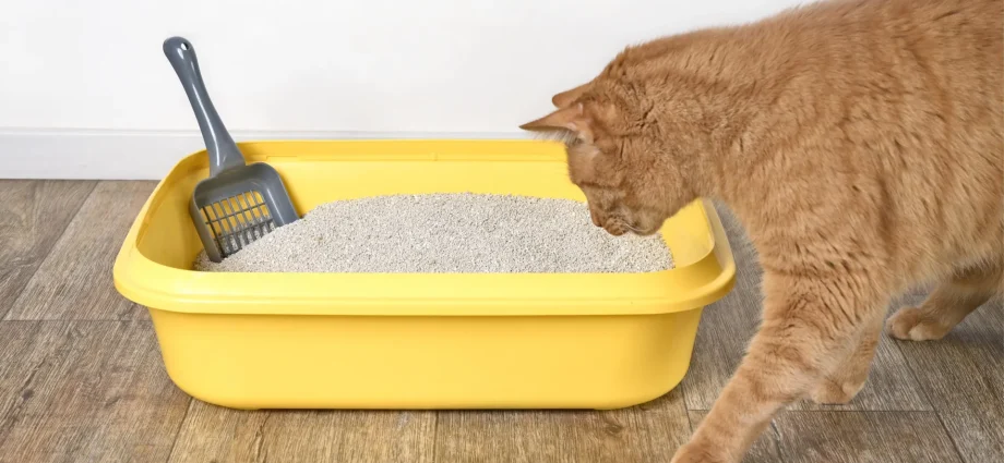 scientists-discover-a-hidden-“id-card”-in-cat-urine