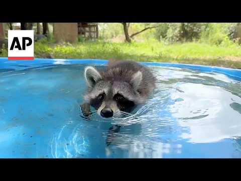 boot-camp-in-mississippi-teaches-abandoned-baby-raccoons-survival-skills