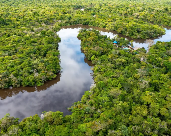 amazon-study-reveals-the-best-strategies-for-protecting-biodiversity-and-carbon