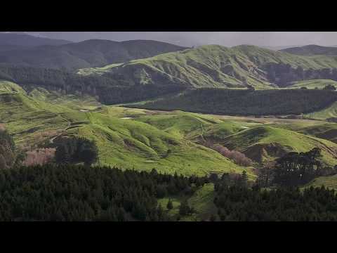 carbon-credits-vs-sheep-farms:-the-growing-divide-in-rural-new-zealand