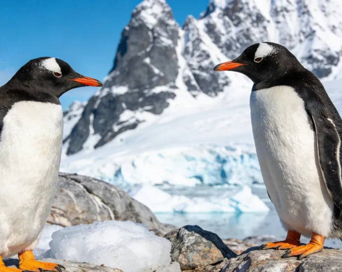 scientists-discover-first-new-penguin-species-in-more-than-100-years