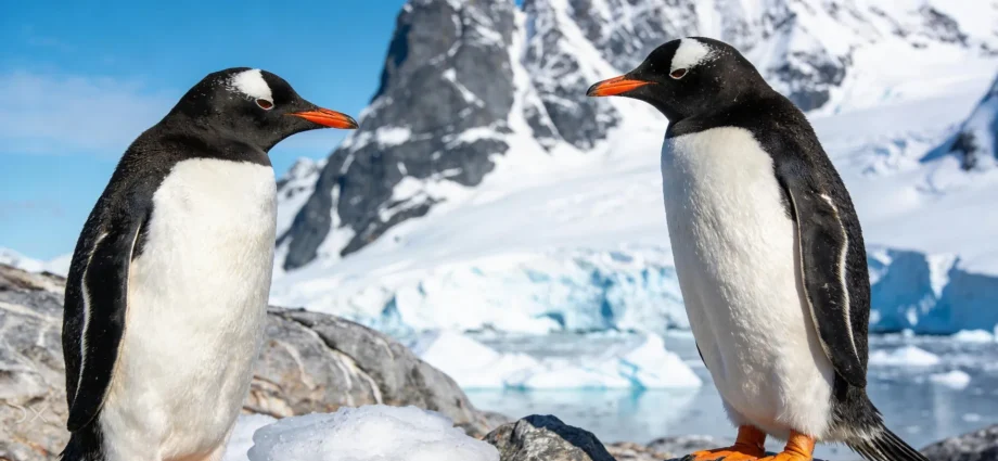 scientists-discover-first-new-penguin-species-in-more-than-100-years