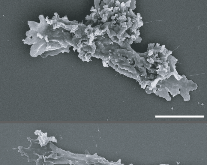 nasa-funded-research-finds-complex-life-defying-record-heat