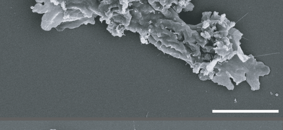 nasa-funded-research-finds-complex-life-defying-record-heat