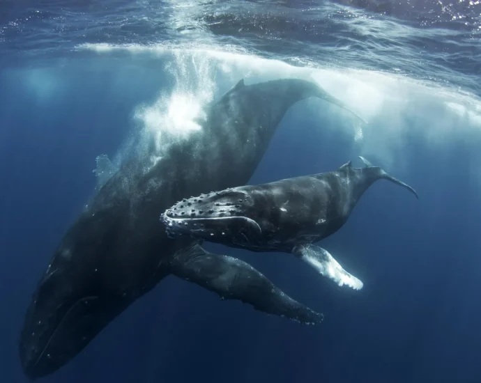humpback-whale-mother-may-have-mourned-her-dead-calf-for-days