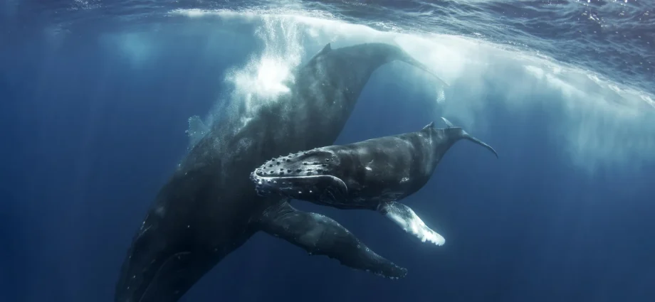 humpback-whale-mother-may-have-mourned-her-dead-calf-for-days