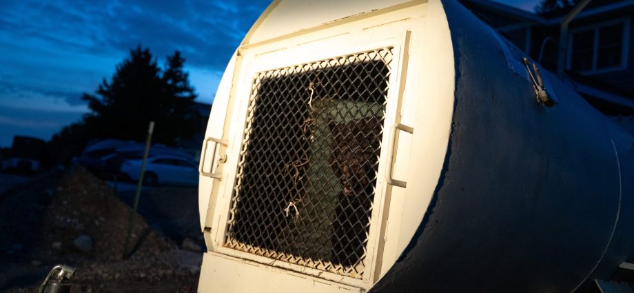 as-bears-‘spin-out’-in-southern-montana,-wildlife-managers-are-at-wit’s-end