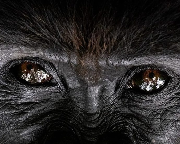 giant-dancing-gorilla-becomes-hit-at-lahore-university-event