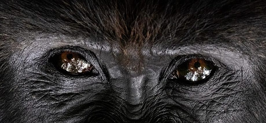 giant-dancing-gorilla-becomes-hit-at-lahore-university-event