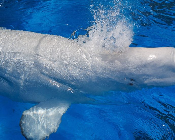 shedd-aquarium-received-10-whales-from-canada.-three-of-them-have-now-died