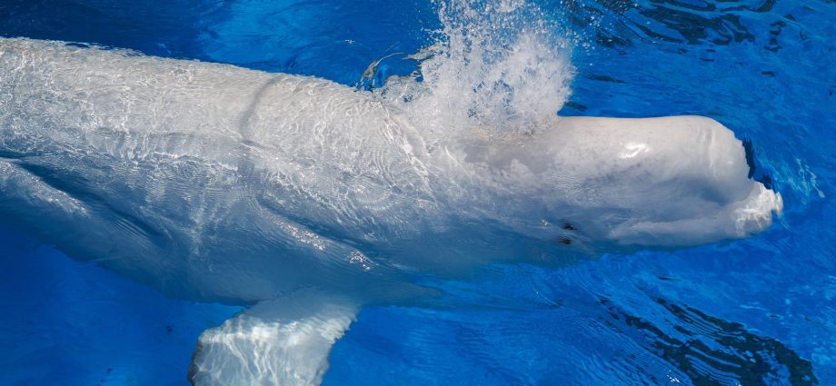 shedd-aquarium-received-10-whales-from-canada.-three-of-them-have-now-died