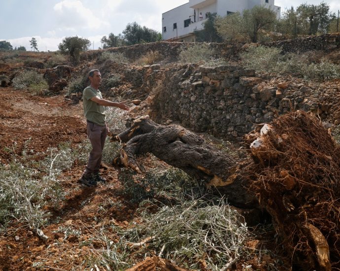 ‘they-uprooted-it-all’:-israel-bulldozes-palestinian-owned-olive-groves