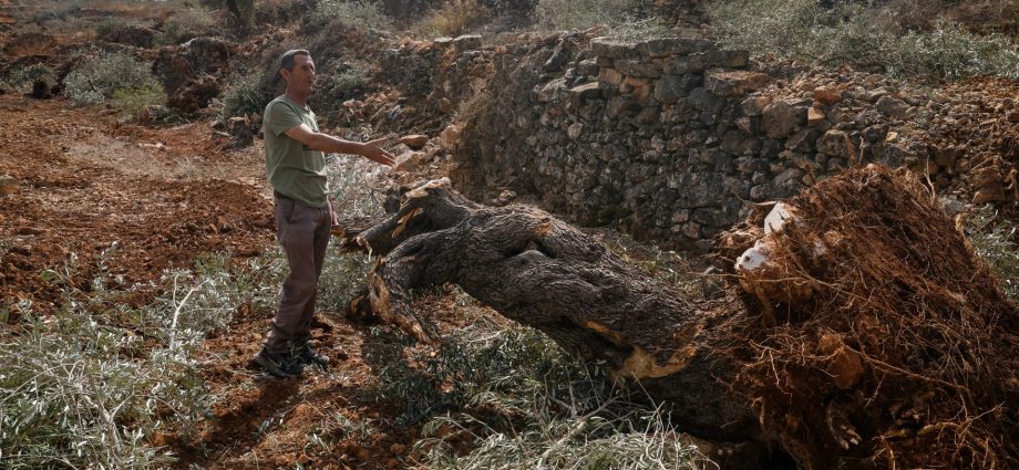 ‘they-uprooted-it-all’:-israel-bulldozes-palestinian-owned-olive-groves