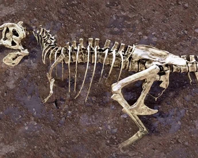 a-broken-rib-from-the-world’s-largest-t.-rex-hid-a-66-million-year-old-secret