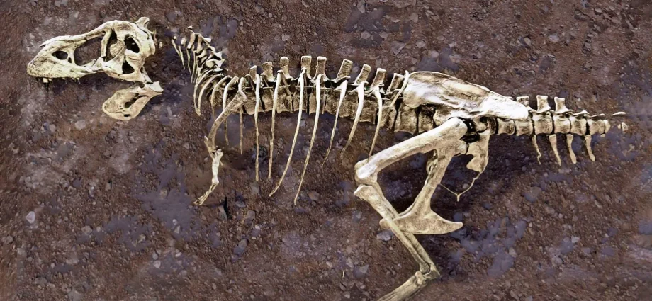a-broken-rib-from-the-world’s-largest-t.-rex-hid-a-66-million-year-old-secret