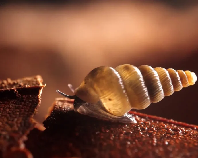 scientists-find-two-tiny-new-snails-with-shells-that-close-like-doors