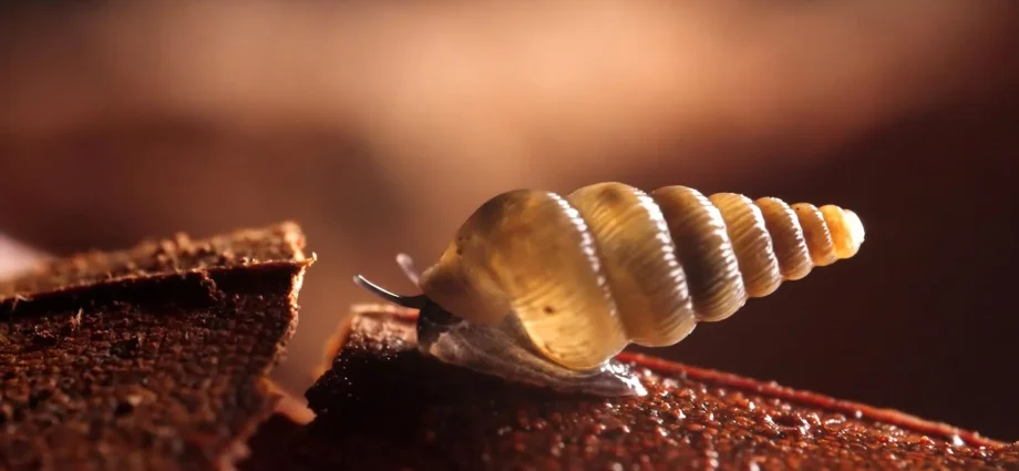 scientists-find-two-tiny-new-snails-with-shells-that-close-like-doors