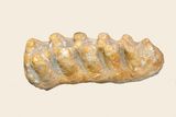 Immaculate Mastodon Tooth Fossil, New Blood Test to Detect Pancreatic Cancer, and Gail the Newborn Masai Giraffe