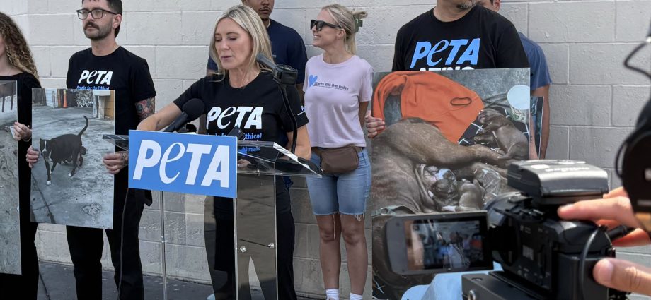 despite-not-protecting-skid-row-dogs,-some-animal-advocates-still-prefer-bass-for-reelection