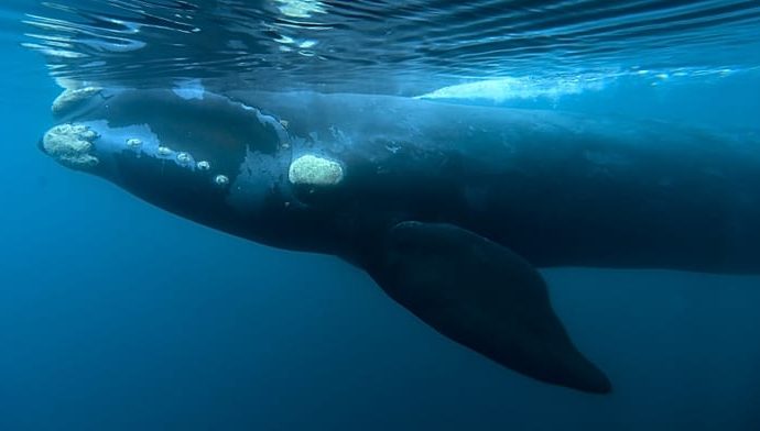 what-is-killing-whale-calves-in-patagonia?-bacteria-under-suspicion