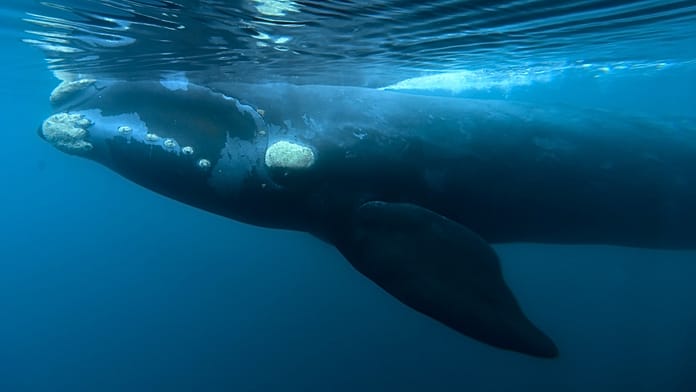 what-is-killing-whale-calves-in-patagonia?-bacteria-under-suspicion