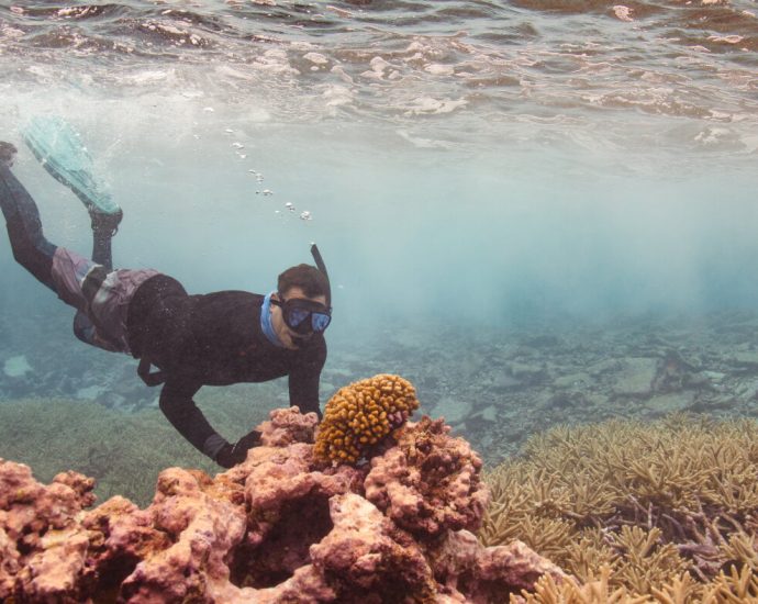 there-are-still-nearly-pristine-coral-reefs.-they’re-a-blueprint-for-coral-restoration