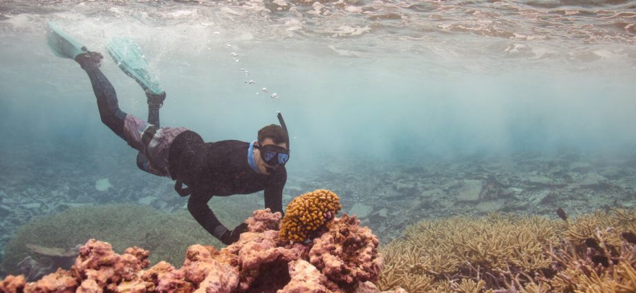 there-are-still-nearly-pristine-coral-reefs.-they’re-a-blueprint-for-coral-restoration