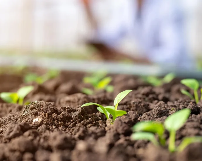 new-soil-test-could-reveal-how-soil-microbes-help-feed-plants