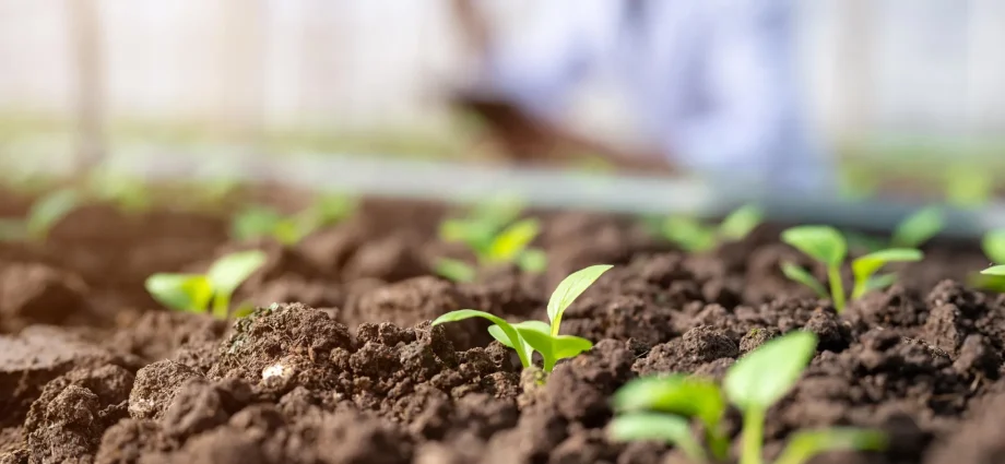 new-soil-test-could-reveal-how-soil-microbes-help-feed-plants